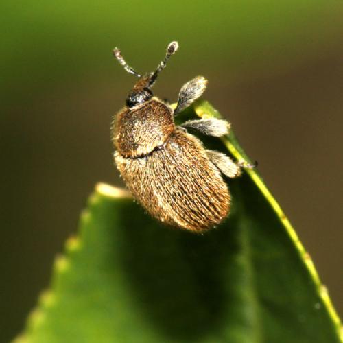 Réf. 32 656 : Rhinusa sp.