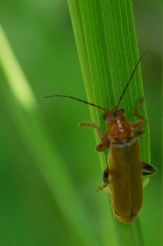 Cantharis livida
