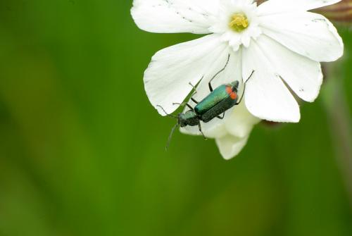 Malachius sp.
