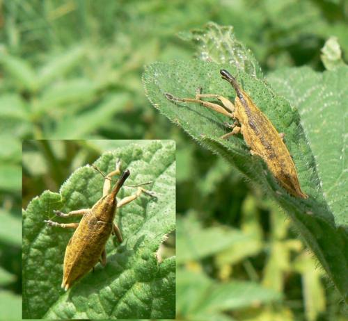Réf. 32 915 : Lixus iridis