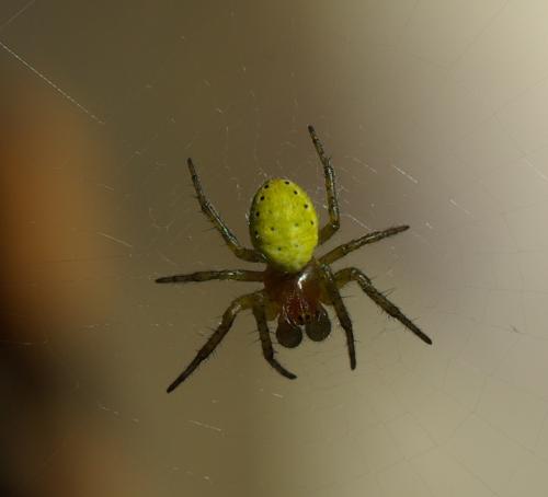 Araniella sp.