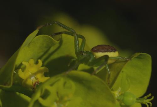 Diaea dorsata