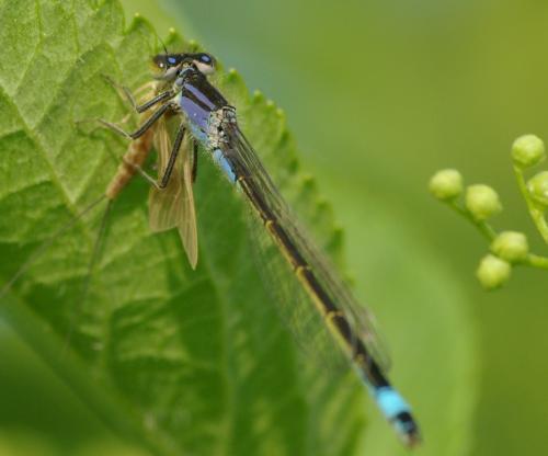 Ischnura elegans