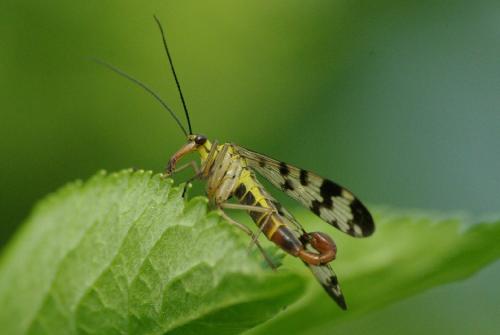 Panorpa vulgaris