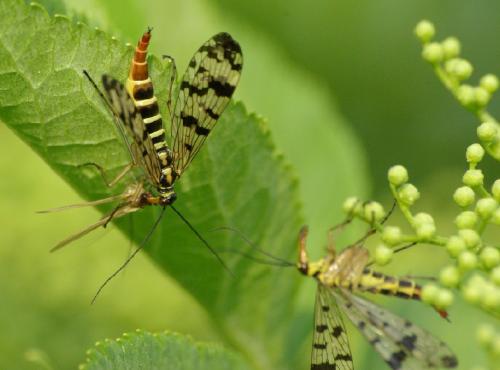 Panorpa vulgaris