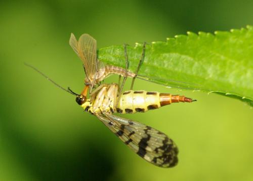 Panorpa vulgaris
