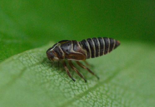 Réf. 32 264 : Oncopsis flavicollis