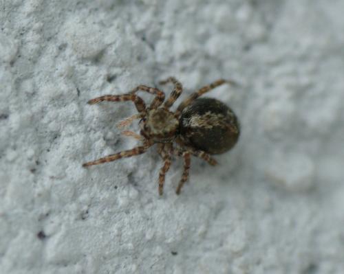 Réf. 32 262 : Pseudeuophrys lanigera