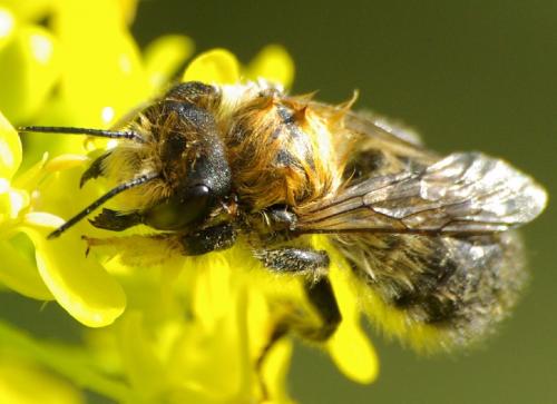 Megachile sp.
