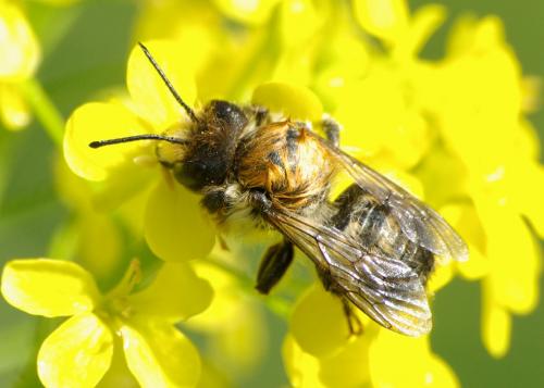 Megachile sp.