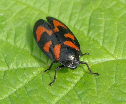 Cercopis vulnerata