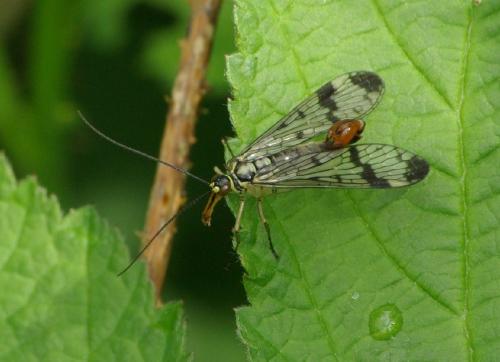 Panorpa communis