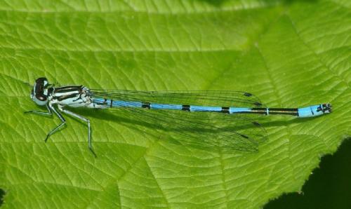 Coenagrion puella