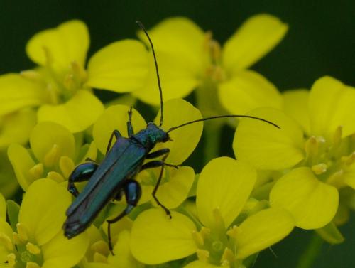 Oedemera nobilis