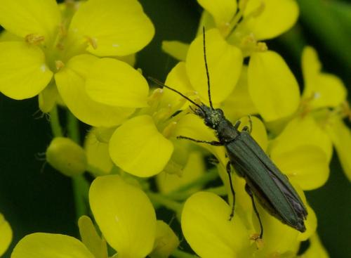 Oedemera nobilis