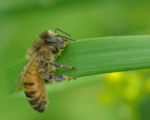 Réf. 32 395 : Apis mellifera