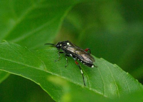 Réf. 32 254 : Macrophya punctumalbum
