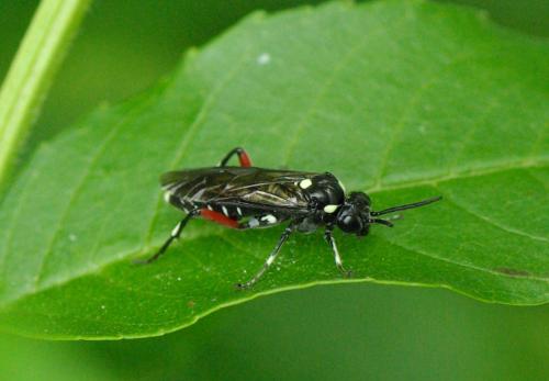 Réf. 32 253 : Macrophya punctumalbum