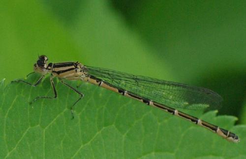 Réf. 32 431 : Enallagma cyathigerum