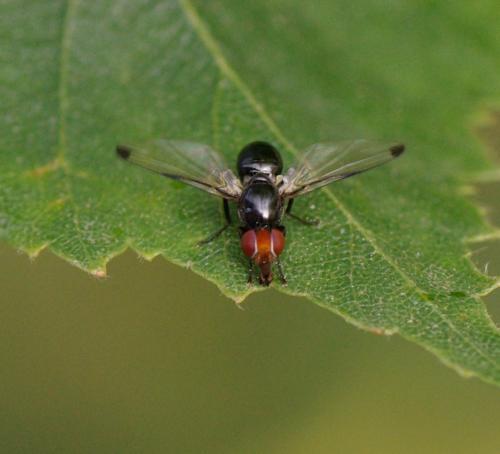 Réf. 32 571 : Seioptera vibrans