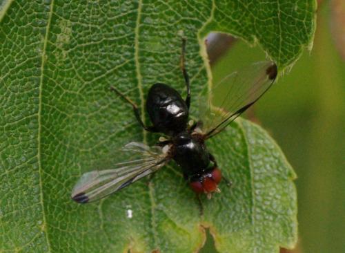 Seioptera vibrans