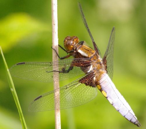 Réf. 32 605 : Libellula depressa