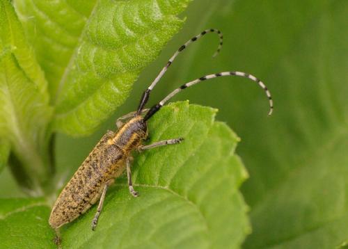 Réf. 32 614 : Agapanthia villosoviridescens