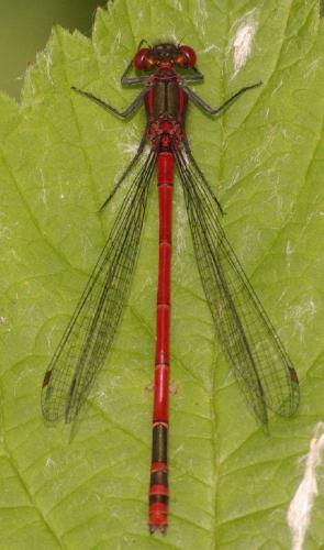 Pyrrhosoma nymphula