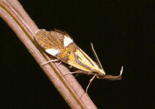 Alabonia geoffrella