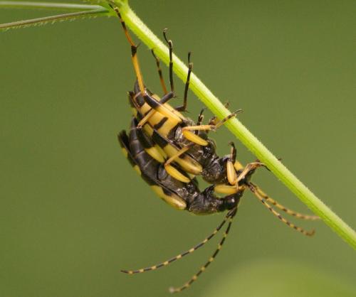Rutpela maculata