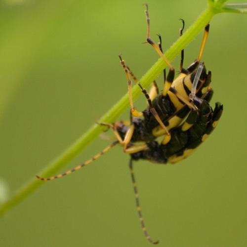 Réf. 32 785 : Rutpela maculata