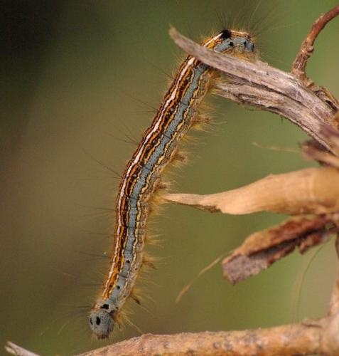 Malacosoma neustria