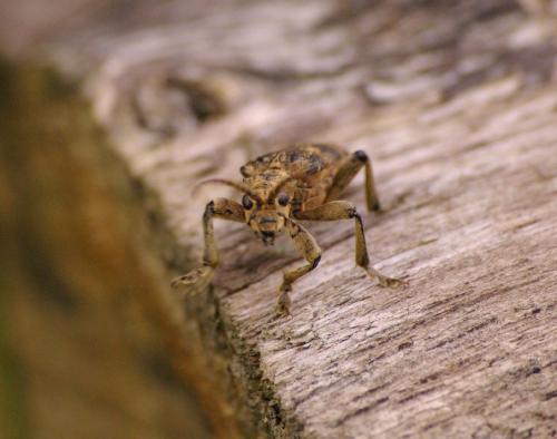 Rhagium sycophanta