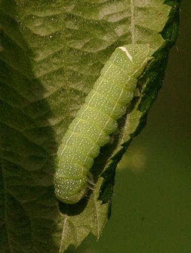 Orthosia cerasi