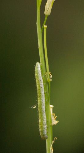 Anthocharis cardamines