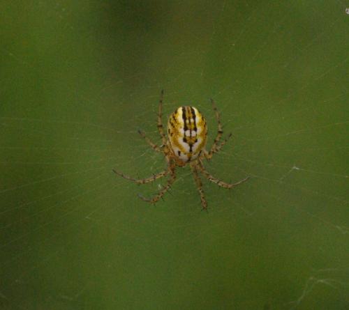 Mangora acalypha