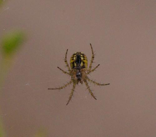 Mangora acalypha