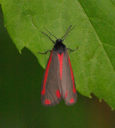 Réf. 32 851 : Tyria jacobaeae