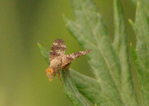 Oxyna sp.