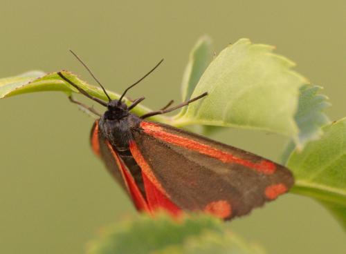 Réf. 32 852 : Tyria jacobaeae