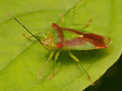 Acanthosoma haemorrhoidale haemorrhoidale
