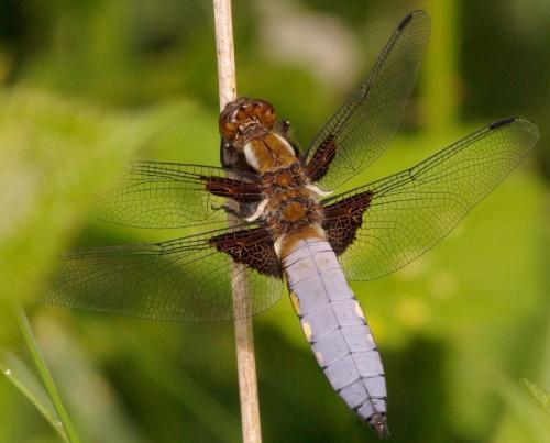 Réf. 32 604 : Libellula depressa