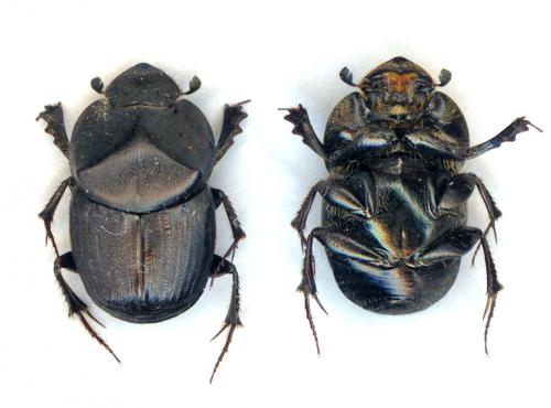 Réf. 32 151 : Onthophagus sycophanta