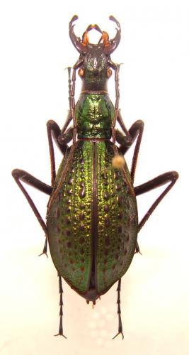 Réf. 32 066 : Carabus haeckeli