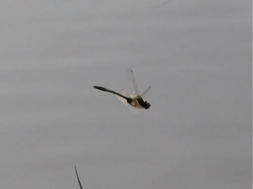 Cordulia aenea
