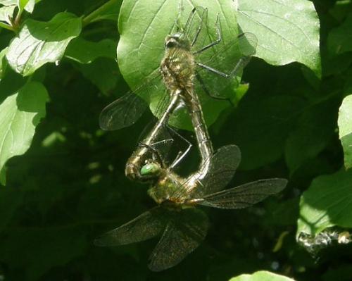 Cordulia aenea