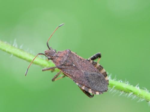 Ceraleptus gracilicornis