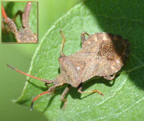 Coreus marginatus