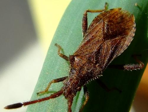Coriomeris sp.