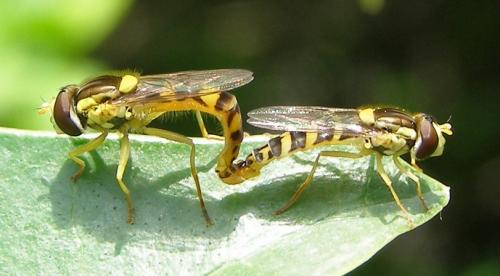 Réf. 32 989 : Sphaerophoria scripta